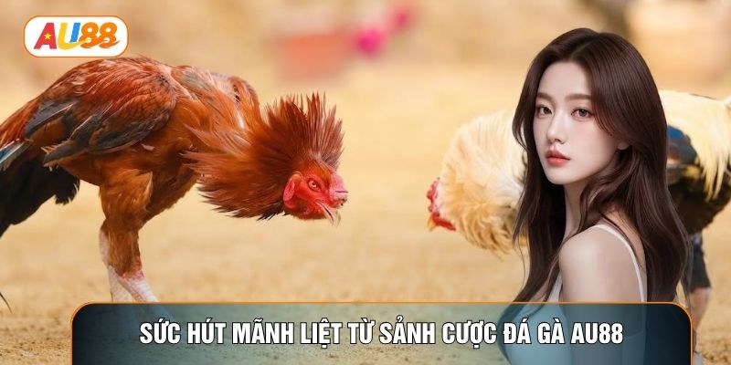 Sức hút mãnh liệt từ sảnh cược Đá gà AU88 Sức hút mãnh liệt từ sảnh cược Đá gà AU88